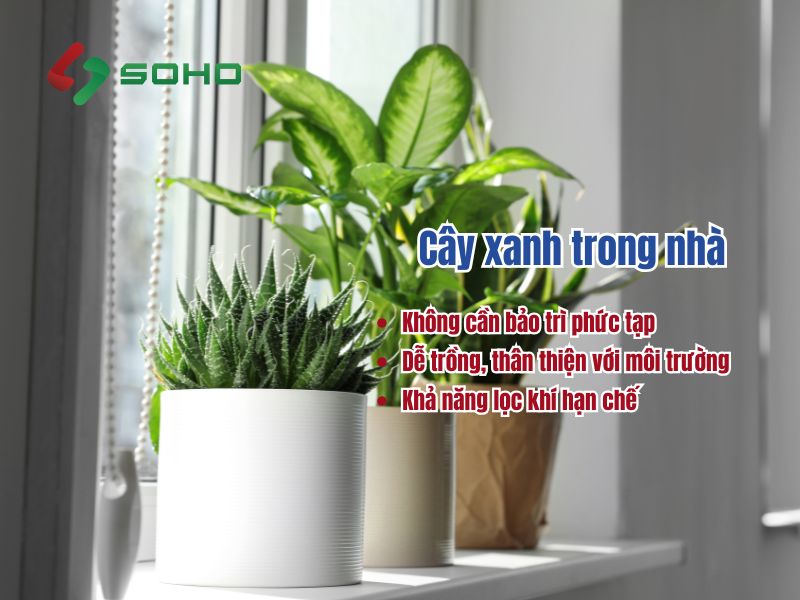 cay-xanh-trong-nha